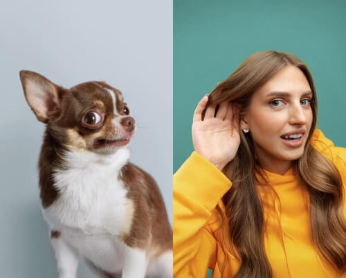 ACUDIR A VUESTRO VETERINARIO FAVORITO.