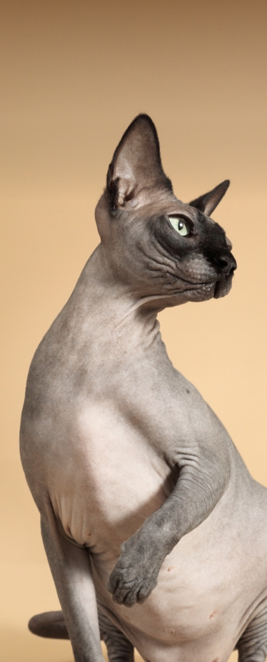Mascota